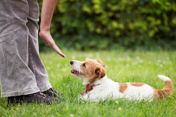 How puppy training relates to weight loss