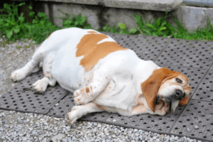 Prevalence Of Obesity In Pets