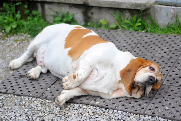 Prevalence Of Obesity In Pets