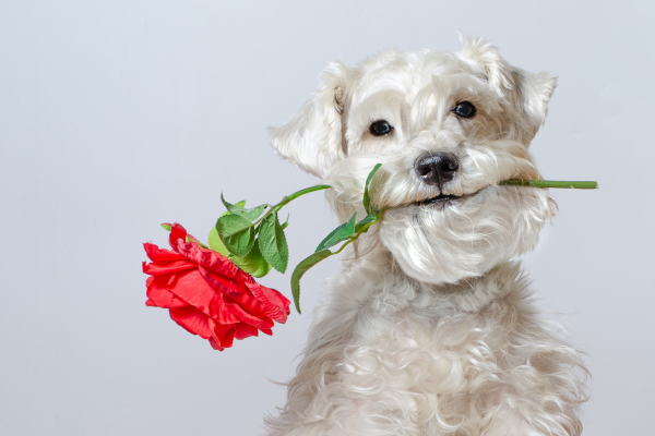 14 Ways to Celebrate Valentine's Day With Your Furry Friend