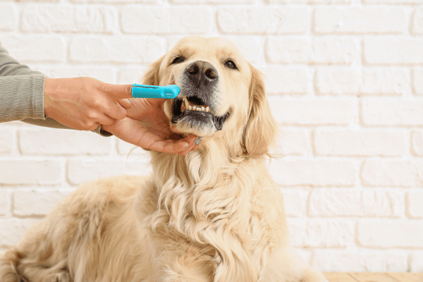 Reasons Why Dog Dental Health Is Important