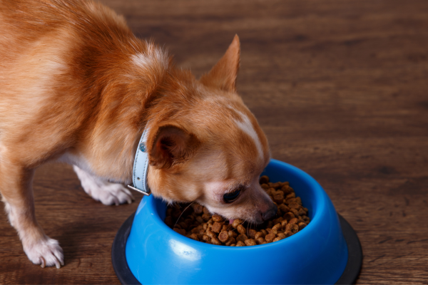 How a Grain Free Diet Benefits Dogs