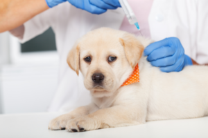 Regular Preventative Vaccinations for Pets - is it Essential or Dangerous