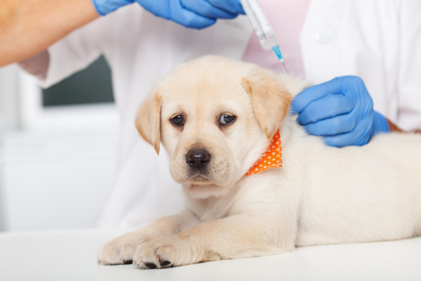 Regular Preventative Vaccinations for Pets - is it Essential or Dangerous