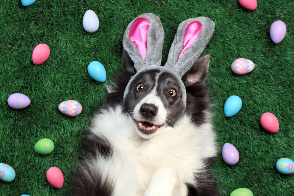 5 DIY Pet friendly Easter Recipes
