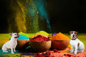 A Guide to a Pet-friendly Holi